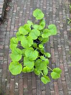 Pompoenplant halloween pompoen, Ophalen, Volle zon, Groenteplanten, Eenjarig