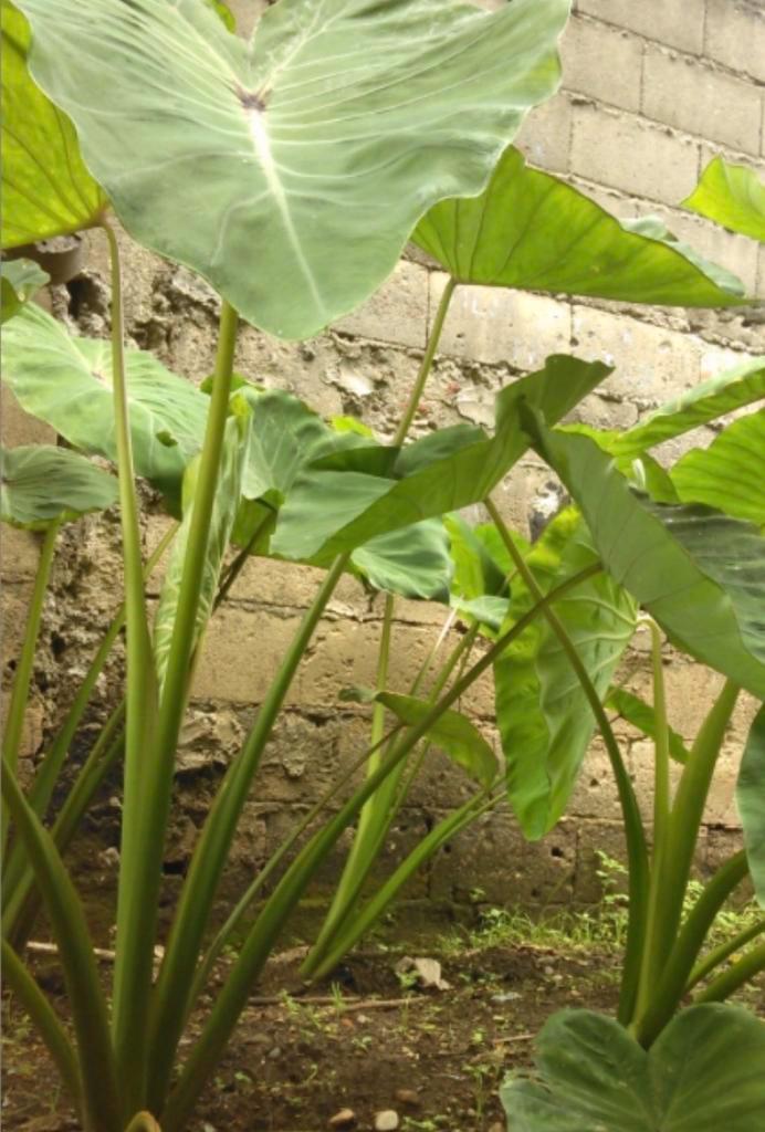 Knollen Tayerblad - Prachtige Tropische Plant, Tuin en Terras, Planten | Tuinplanten, Vaste plant, Overige soorten, Halfschaduw