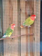 Agapornis koppel, groene romp, oranje kop blauwe staart, Dieren en Toebehoren, Vogels | Parkieten en Papegaaien, Meerdere dieren