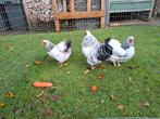 Wyandotte kriel witzwart columbia, Dieren en Toebehoren, Pluimvee, Meerdere dieren, Kip