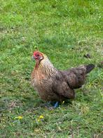 Klein ras kip en haan, Dieren en Toebehoren, Pluimvee, Meerdere dieren, Kip