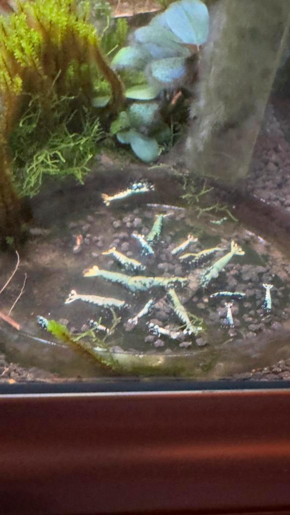 Caridina fishbone mix, Dieren en Toebehoren, Vissen | Aquariumvissen, Kreeft, Krab of Garnaal