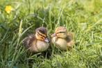Super leuke indische loopeend pulletjes!, Meerdere dieren, Eend