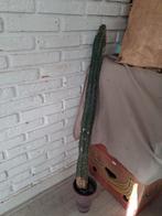 Grote Cactus (95cm) met Potten - Vreewijk, Ophalen