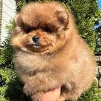 Mini pomeriaan pups ( bearface ), Particulier, 15 weken tot 1 jaar, Buitenland, Meerdere