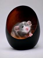 Rattery Knabbelhoek nog enkele rittens beschikbaar, Dieren en Toebehoren, Knaagdieren, Rat, Meerdere dieren, Tam, Oktober