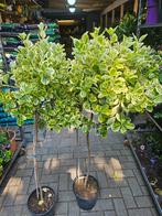Euonymus Japonicus / Bonte Kardinaalsmuts 140cm hoog, Tuin en Terras, Volle zon, Minder dan 100 cm, Zomer, Overige soorten