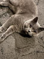 Britse korthaar katten, Dieren en Toebehoren, Katten en Kittens | Overige Katten, Meerdere dieren