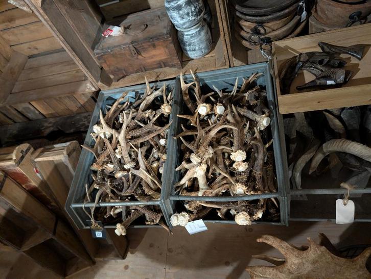 ree geweien, zowel los als setjes. hert hoorn ram gewei, Verzamelen, Dierenverzamelingen, Nieuw, Gewei of Kop, Hert, Ophalen of Verzenden