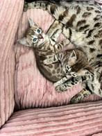 Sepia Charcoal katertjes, Dieren en Toebehoren, Katten en Kittens | Raskatten | Korthaar, Meerdere dieren, 0 tot 2 jaar, Gechipt