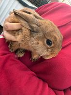 Konijntjes, Dieren en Toebehoren, Meerdere dieren