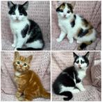 Kittens op zoek naar een nieuw huisje, Dieren en Toebehoren, Katten en Kittens | Overige Katten, Meerdere dieren, Kortharig, 0 tot 2 jaar