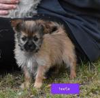 Prachtige Shihtzu x Papillon/pomeriaantje, Nederland, Overige rassen, CDV (hondenziekte), 8 tot 15 weken