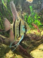 Zuid Amerikaanse Cichliden: Pterophyllum scalare Rio Nanay, Zoetwatervis, Vis