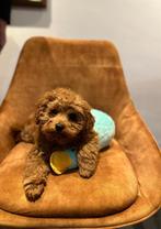 dwerpoedel, Dieren en Toebehoren, Ophalen, Nieuw