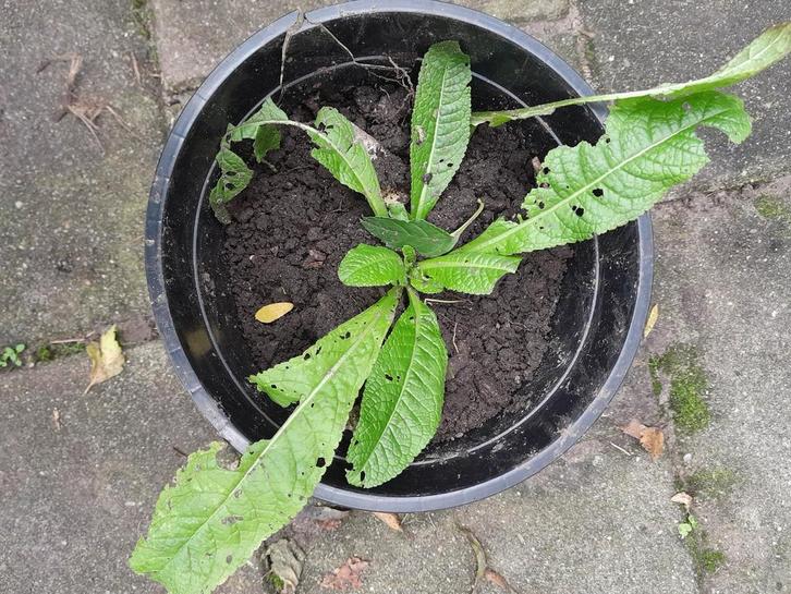 Stek Grote Kaardebol - Dipsacus fullonum, Tuin en Terras, Planten | Tuinplanten, Tweejarig, Overige soorten, Volle zon, Zomer