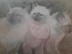 DRIE SIAMESE KATJES HANDGESCHILDERD, Antiek en Kunst, Kunst | Schilderijen | Klassiek, Verzenden