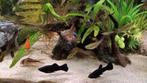 2 black molly's, 4 mnd, mannen, Hagedis, 0 tot 2 jaar
