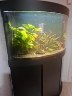 Juwel trigon 190, Dieren en Toebehoren, Vissen | Aquaria en Toebehoren, Ophalen, Gebruikt, Gevuld zoetwateraquarium