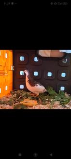 Dwerg kwartel, Dieren en Toebehoren, Vogels | Overige Vogels, Mannelijk, Tropenvogel