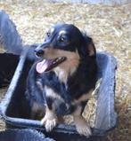 Kleine blije Missy zoekt een warme mand!, Dieren en Toebehoren, Honden | Niet-rashonden, Particulier, Klein, Teef, Buitenland
