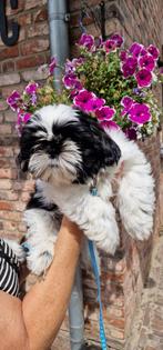 Shihtzu pups reu, Rabiës (hondsdolheid), 8 tot 15 weken, Meerdere, Nederland