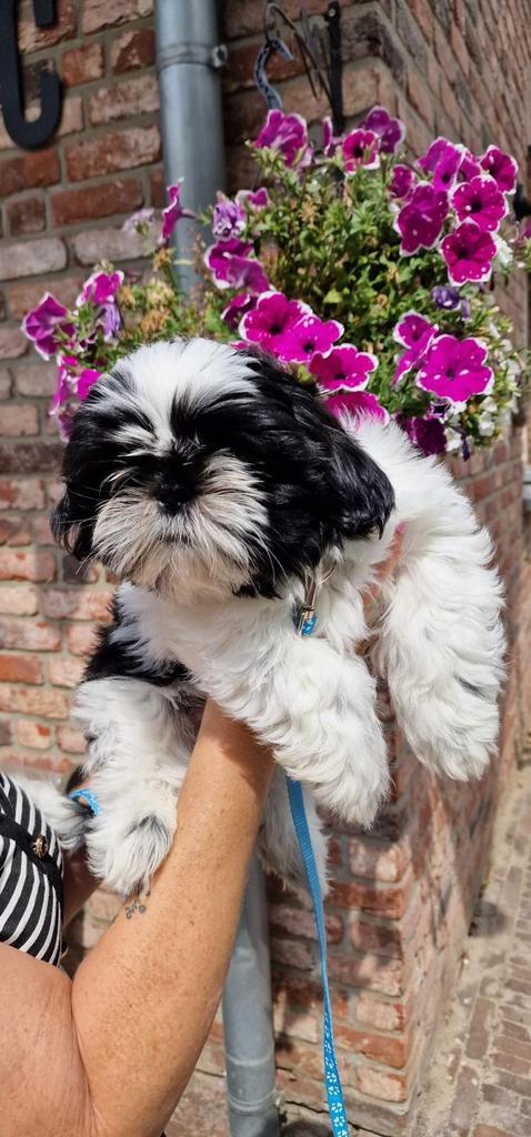 Shihtzu pups reu, Dieren en Toebehoren, Honden | Chihuahua's en Gezelschapshonden, Reu, Overige rassen, Particulier, Meerdere