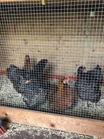 Kippen, Dieren en Toebehoren, Vrouwelijk, Kip