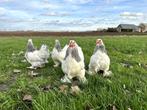 Jonge tamme Brahma kriel kippen hennen gesekst en ingeënt, Dieren en Toebehoren, Pluimvee, Vrouwelijk, Kip