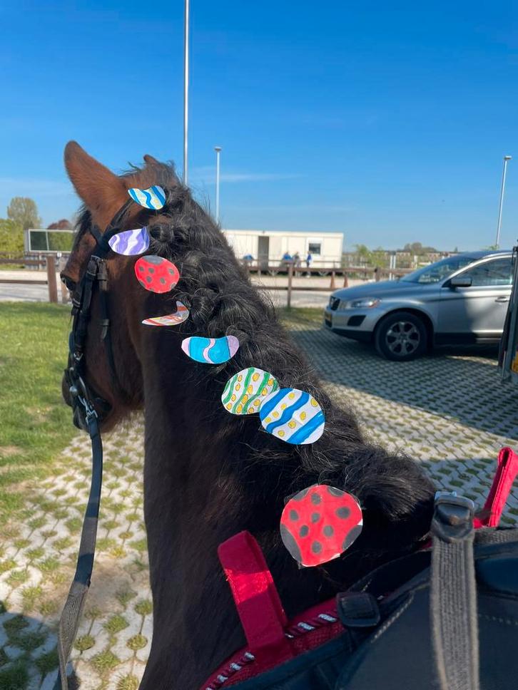 Bijrijder gevraagd voor brave c pony, Dieren en Toebehoren, Paarden en Pony's | Overige Paardenspullen, Nieuw, Recreatie, Ophalen