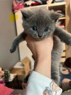 Knappe britjes, Meerdere dieren, Ontwormd