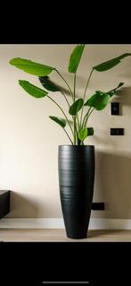 Pot met plant, Huis en Inrichting, Kamerplanten, 100 tot 150 cm, Fruitplant, Groene kamerplant, Halfschaduw