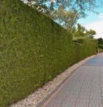 Coniferen haag Thuja Brabant, Tuin en Terras, Planten | Struiken en Hagen, Ophalen of Verzenden, Conifeer, 100 tot 250 cm