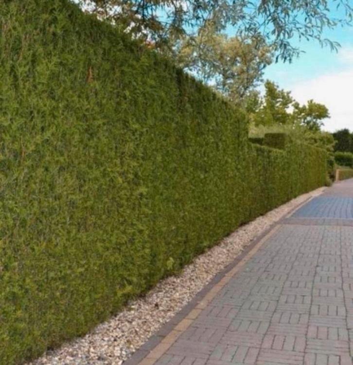 Coniferen haag Thuja Brabant, Tuin en Terras, Planten | Struiken en Hagen, Conifeer, 100 tot 250 cm, Ophalen of Verzenden