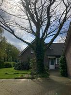 Boom kappen - hobby met vakmanschap, Ophalen, Volle zon, Overige soorten