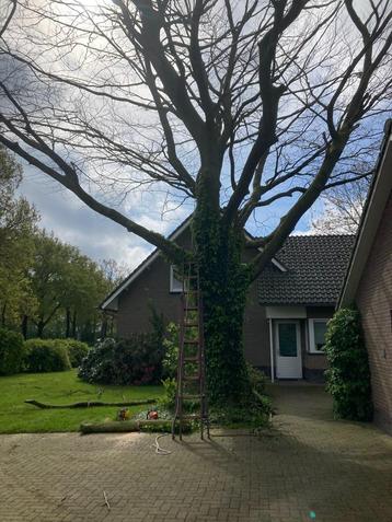 Boom kappen - hobby met vakmanschap beschikbaar voor biedingen