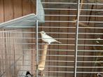 Timbrado (man) Raza (pop) RUILEN, Meerdere dieren, Zangkanarie