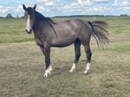 2,5 jarige merrie Impressive X Hermitage, Dieren en Toebehoren, Paarden, Merrie, Springpaard, 0 tot 2 jaar, Gechipt
