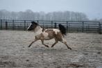 Leuke Grullo bonte C pony ruin, Dieren en Toebehoren, Pony's, Gechipt, Ruin, Niet van toepassing, 0 tot 2 jaar