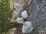 Foktoom wyandotte groot., Dieren en Toebehoren, Pluimvee, Meerdere dieren, Kip