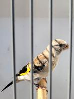 Majoor putter. Pop 2025.geringt 2,7. 80 euro., Dieren en Toebehoren, Vogels | Overige Vogels, Vrouwelijk, Wildzangvogel, Geringd