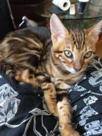 Bengaal/Bengaalse kitten, prachtig poesje met stamboom, Dieren en Toebehoren, Katten en Kittens | Raskatten | Korthaar, Poes, Gechipt