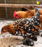 hennen kippen sabelpoot sabelpootkriel 6-15 wk, Dieren en Toebehoren, Pluimvee, Vrouwelijk, Kip