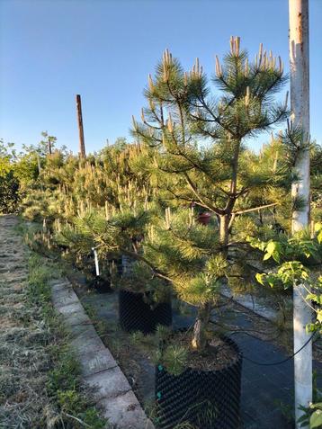 Pinus nigra, Pinus sylvestris beschikbaar voor biedingen