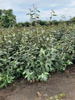 Olijfwilg 60/80cm tm 120/140 Elaeagnus ebbingei en Compacta, Ophalen, Overige soorten, 100 tot 250 cm