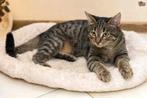 Gezocht: Tiger /cyprus poes, 3 tot 9 maanden oud., Poes
