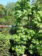 Liquidambar styryraciflua  boom in pot, Bloeit niet, Overige soorten, Ophalen, Volle zon