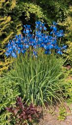 Vaste bloeiende tuinplanten, Tuin en Terras, Planten | Tuinplanten, Volle zon, Vaste plant, Zomer, Ophalen