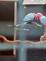 koppel rose kaketoes 2024, Dieren en Toebehoren, Vogels | Parkieten en Papegaaien, Meerdere dieren, Papegaai, Geringd