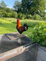 Welsumer, haan, kippen, Dieren en Toebehoren, Pluimvee, Mannelijk, Kip